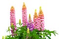 Lupine Royalty Free Stock Photo