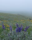 Lupine in Green Field with Fence Line in Fog Royalty Free Stock Photo