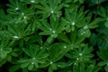 Lupine Leaves Catch Drops Of Water After Rain Royalty Free Stock Photo