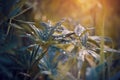 Lupine leaves strewn with drops of water in rainy weather Royalty Free Stock Photo