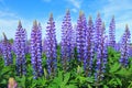 Lupine (Lupinus)