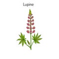 Lupine Lupinus perennis