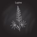 Lupine Lupinus perennis