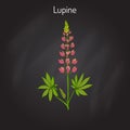 Lupine Lupinus perennis