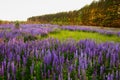 Lupine Meadow