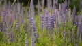 Lupine in meadow