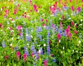 Lupine and paintbrush meadow fill frame Mt Rainier Royalty Free Stock Photo