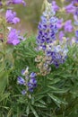 Lupine and Penstemon: Catching water jewels after a rain on the Horse Heaven Hills Royalty Free Stock Photo