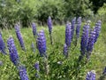 Lupine, a plan from the legume family.