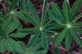 Lupine plant before flowers, green star shaped leaves, nature background