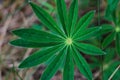 Lupine plant before flowers, green star shaped leaves, nature background Royalty Free Stock Photo