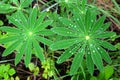 Lupine plant leaves with many clean silver water drops on the stems in the garden top view