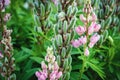 Lupine plant with seed pods and pink flowers, Lupinus polyphyllus in garden