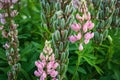 Lupine plant with seed pods and pink flowers, Lupinus polyphyllus in the garden