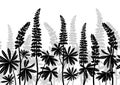 Lupine Plants, Seamless Royalty Free Stock Photo