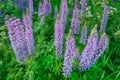 Lupine purple flowers on the field on a sunny summer day