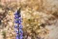 Lupine, purple magenta southern California desert wildflower close up