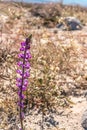 Lupine, purple magenta southern California desert wildflower close up