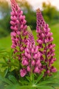 Lupine purple wildflowers close-up