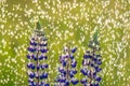 Lupine in rain Royalty Free Stock Photo