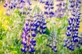 Lupine in rain Royalty Free Stock Photo