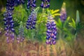 Lupine in rain Royalty Free Stock Photo