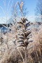 Lupine seedcase frozen in winter Royalty Free Stock Photo