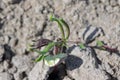 Lupine seedlings damaged by pests. Soil pests destroying emerging young plants in field. Royalty Free Stock Photo