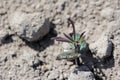 Lupine seedlings damaged by pests. Soil pests destroying emerging young plants in field. Royalty Free Stock Photo