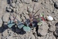 Lupine seedlings damaged by pests. Soil pests destroying emerging young plants in field. Royalty Free Stock Photo