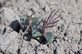 Lupine seedlings damaged by pests. Soil pests destroying emerging young plants in field. Royalty Free Stock Photo