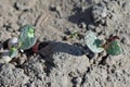 Lupine seedlings damaged by pests. Soil pests destroying emerging young plants in field. Royalty Free Stock Photo