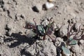 Lupine seedlings damaged by pests. Soil pests destroying emerging young plants in field. Royalty Free Stock Photo