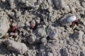 Lupine seedlings damaged by pests. Soil pests destroying emerging young plants in field. Royalty Free Stock Photo