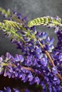 Lupine. Still life with purple flowers bouquet in vase. Royalty Free Stock Photo