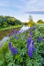 Lupine thickets, Kirzhach river in Vladimir region. Russia Royalty Free Stock Photo