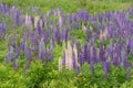 Lupine Wild Flowers in Maine Countryside