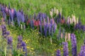 Lupine wild flowers, Norway