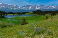 Lupine Wildflowers Above Buffalo Lakes