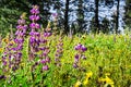 Lupine wildflowers blooming on a meadow, Yosemite National Park, Sierra Nevada mountains, California