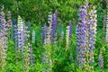 Lupine wildflowers