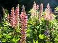 Lupine wildflowers close up in meadow field at sunset