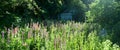 Panoramic view of Lupine on the meadow in front of the old house at sunset. Lupine closeup, flowering legume plants, Fabaceae