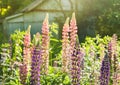 Lupine wildflowers in meadow field at sunset. Close. Lupine, flowering plants in the legume family, Fabaceae