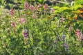 The beautiful lupine bush Latin Lupinus is a genus of plants from the legume family.