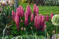 Lupines of a pretty pink color growing in a garden by a chain link fence Royalty Free Stock Photo