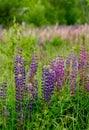 Lupines Royalty Free Stock Photo