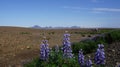 Lupines at begin Kjolur route Royalty Free Stock Photo