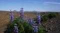 Lupines at beginning Kjolur route Royalty Free Stock Photo
