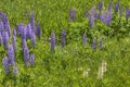 Lupines blooming in Duluth Minnesota during Summer Royalty Free Stock Photo